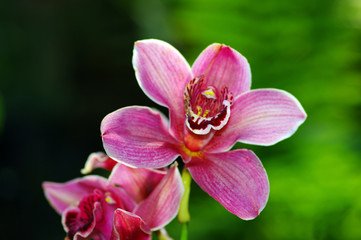 Fototapeta na wymiar Vibrant pink tropical orchid flower