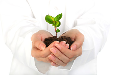 Small plant in hands.