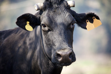 Black cow