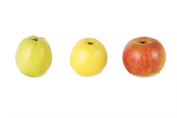 THREE COLOR APPLES