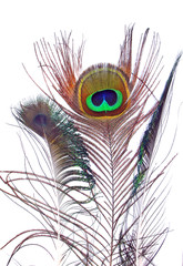 Obraz premium penas de pavão