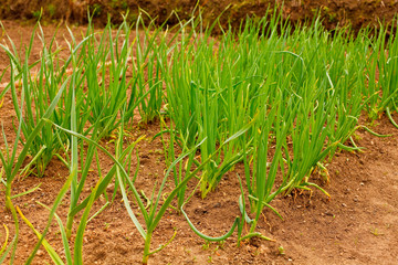 Onions Growing In The Garden