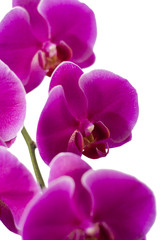 Fototapeta na wymiar Różowa orchidea na białym # 2