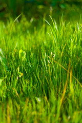 Grass plot #2