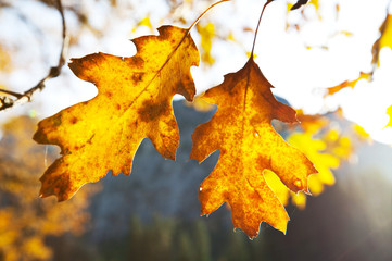Autumn leaves