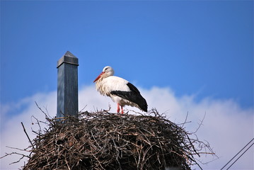 Storchennest