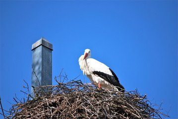 Storch