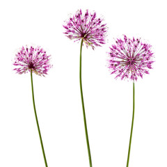 three decorative allium flowerheads isolated on white
