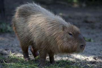 草を食べるカピバラの食事
