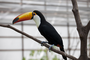木にとまるオニオオハシ
