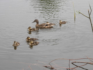 Kacza rodzina © Tomasz Sergej