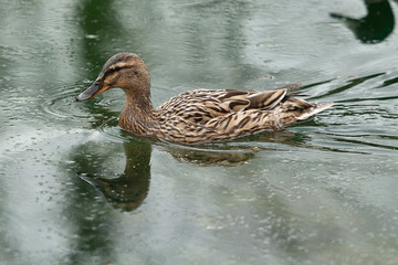 female duck 7870