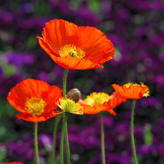 Fototapeta premium Islandmohn
