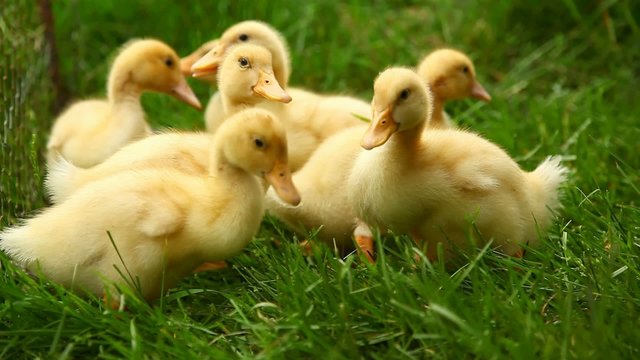 Small ducks in the grass