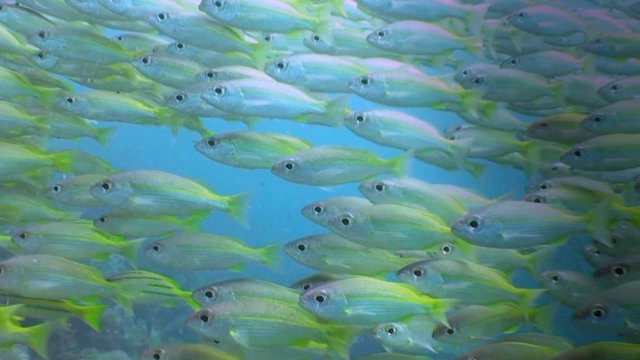 banc de poissons kenya
