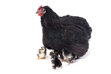 poule - Batame de Pékin