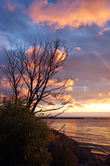 dead tree on rocky shore, sunrise, beautiful cloudscape
