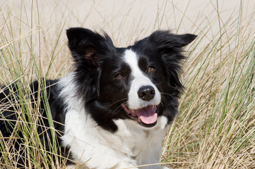 Bordercollie