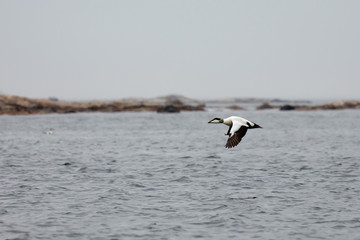 Eider male