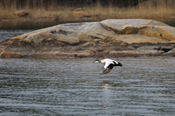 Eider male