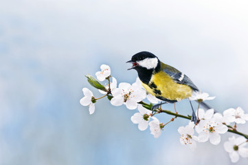 parus