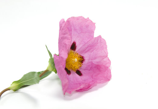 fleur de ciste