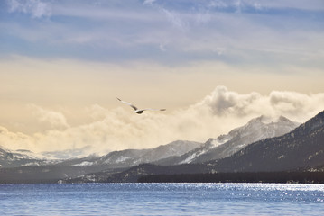 Seagull overt Tahoe