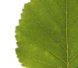 Obraz premium Birch leaf