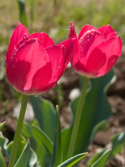 Flowers  tulips  red  petals