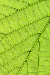 Fototapeta na wymiar Leaf background vertical