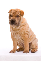 Shar Pei sitzend vor weißem Hintergrund