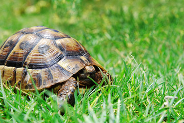 hiding turtle on green grass