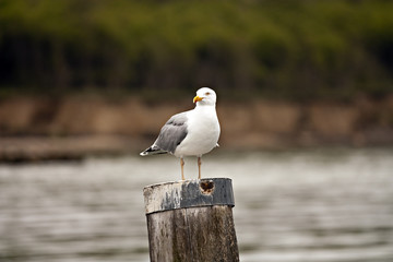 Möwe auf Buhne