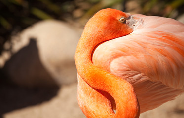 Beautiful Flamingo Rests