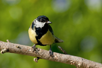 Great Tit