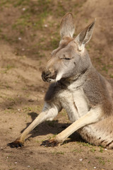 Kangaroo