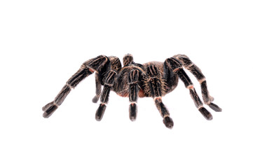 big spider Tarantula