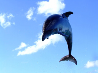 Happy dolphin is jumping out of the water