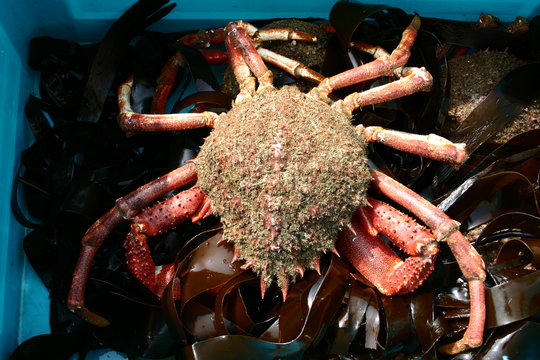 araign&eacute;e de mer