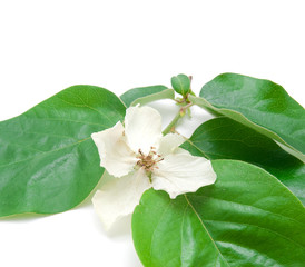 Branch with juicy green leaves and a white flower