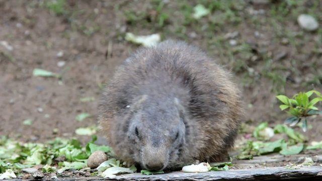 marmotte se nourrissant