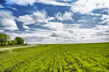 Fototapeta na wymiar Green grass and blue cloudy sky