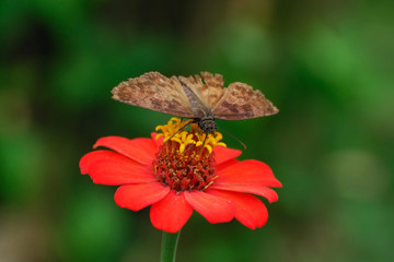 Antigonus funebris - (West-Mexican Spurwing)