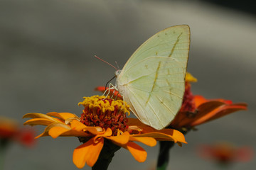 Rhabdodyas trite - (Straight-lined sulphur)