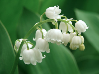 Naklejka premium lily of the valley