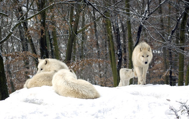 Polar  wolf  (canis lupus tundrorum)
