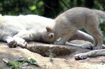 Polar  wolf  (canis lupus tundrorum)