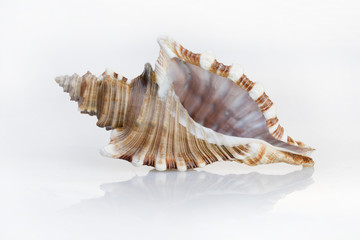 shell