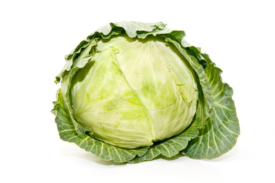 repollo