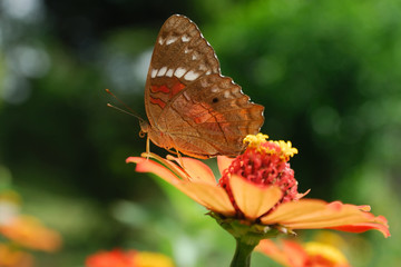 Anartia amathea
